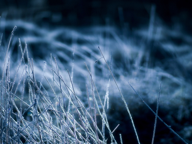 Покрытая инеем трава