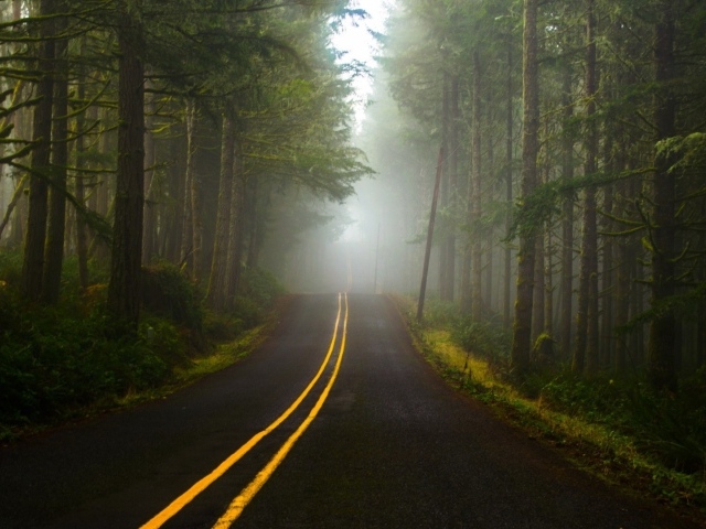 Туман в лесу