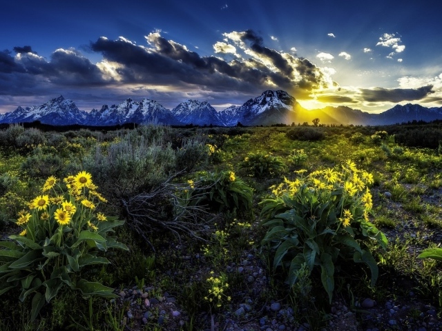 Подарок природы