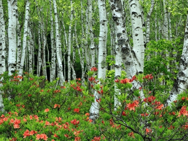 Берёзы среди розовых листъев