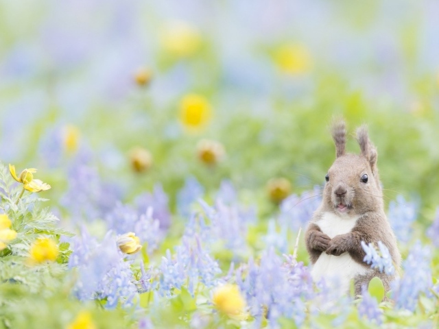 Пушистик с цветочками