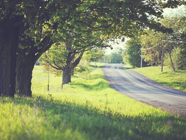 Дорога среди деревьев