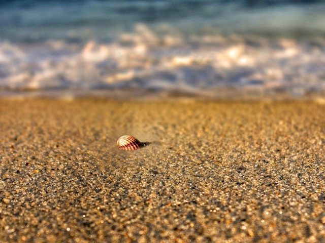 Одинокая ракушка