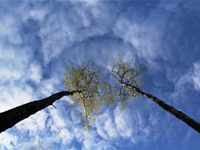Вершины деревьев в облаках