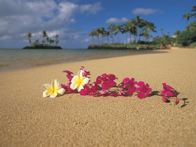Цветы на Гавайском пляже