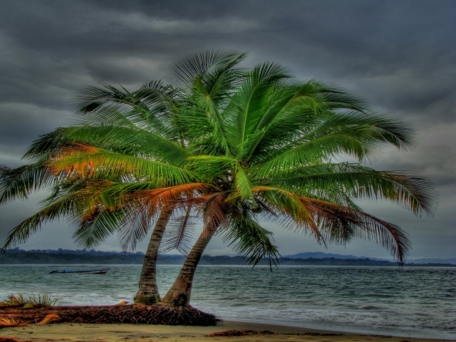 Два дерева на пляже