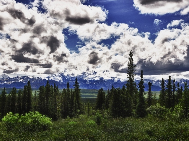 Красивые облака над лесом