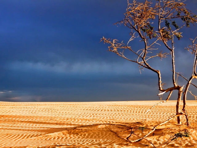 Мертвое дерево в пустыне