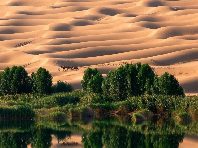 Оазис в пустыне