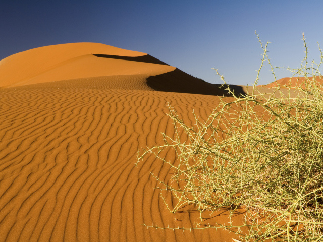 Дикая пустынная колючка