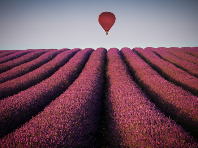 Воздушный шар над полем лаванды
