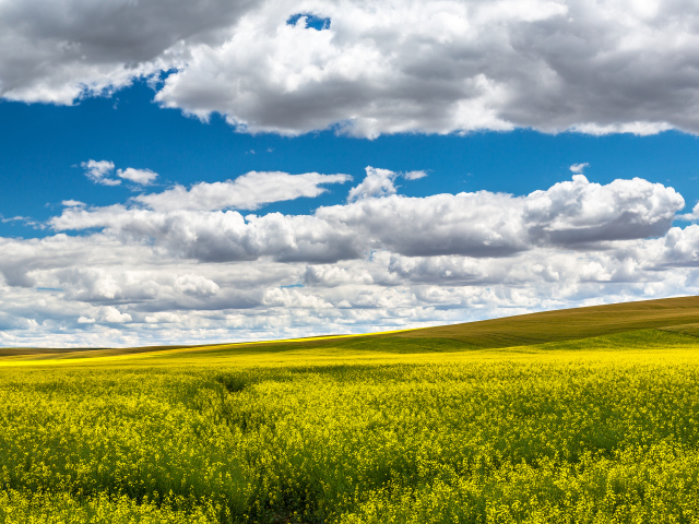 Красивое поле в ясный день