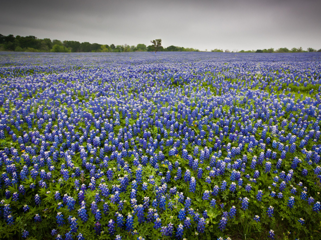 Поле люпина