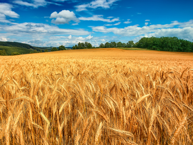Золотое пшеничное поле