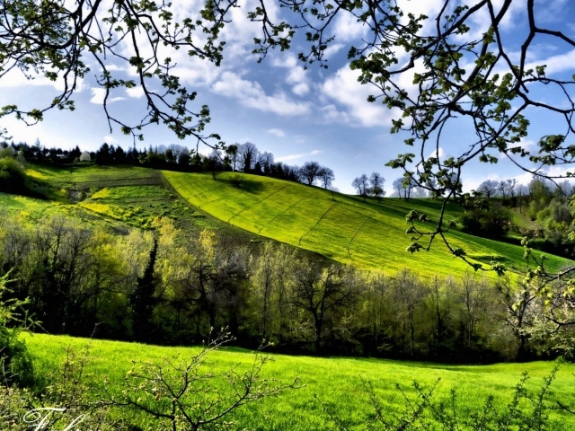 Зеленые весенние луга