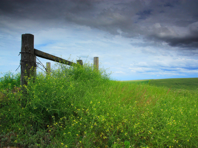 Трава у деревянного забора