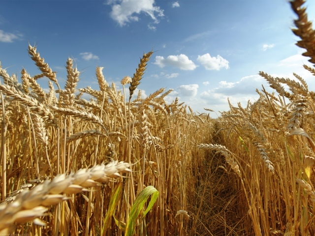 Тропа на пшеничном поле