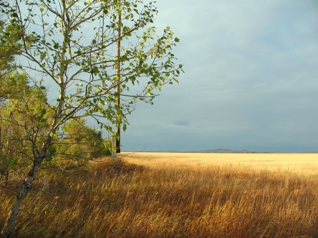 Дерево на краю поля