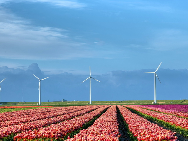 Поле тюльпанов