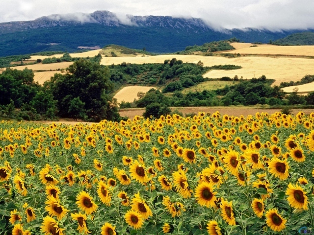 Поле подсолнечника