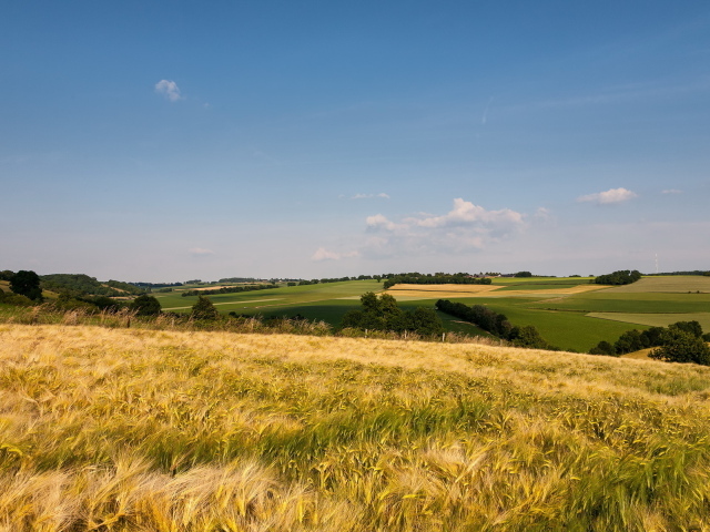 Поле до горизонта