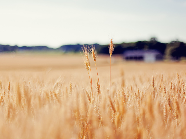 Золотое поле пшеницы