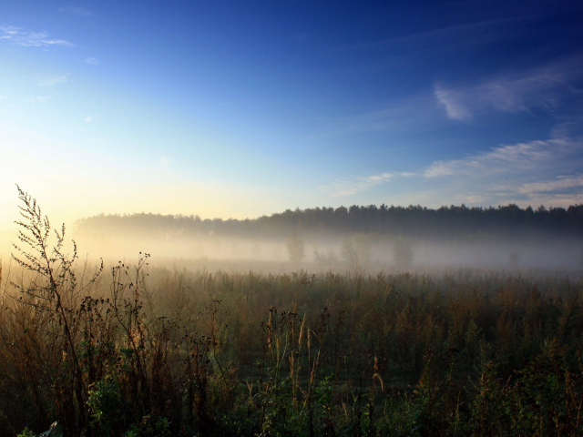 Утренний туман над полем