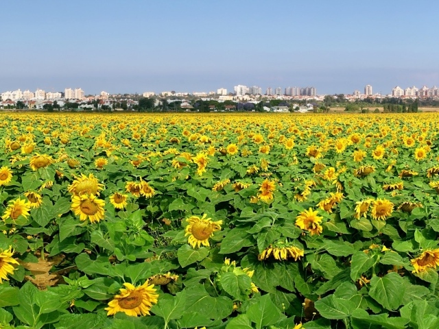 Поле подсолнечника