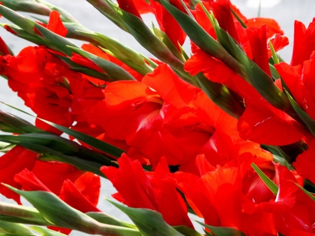 Много красных гладиолусов