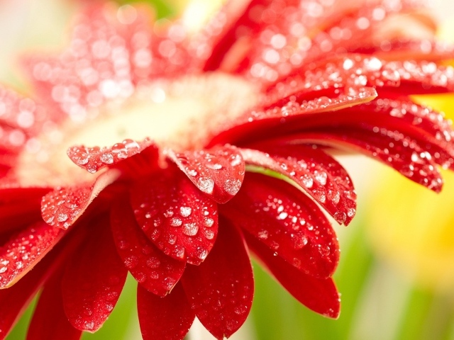 Изумительный красный цветок