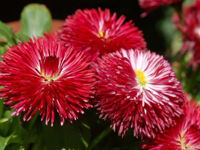 Садовые цветы астра на дачном участке