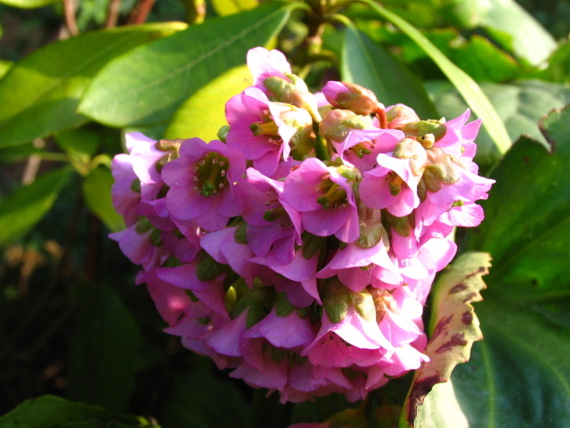 Бадан красивое растение в саду