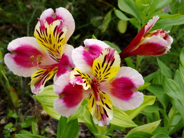 Красивая альстремерия на дачном участке