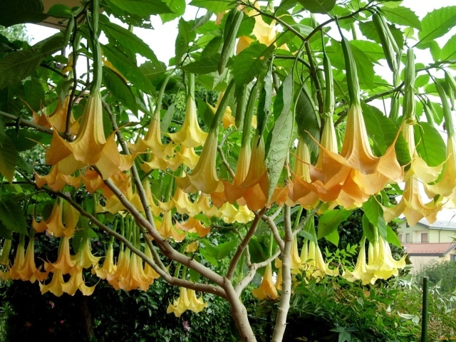 Красивая бругмансия в саду