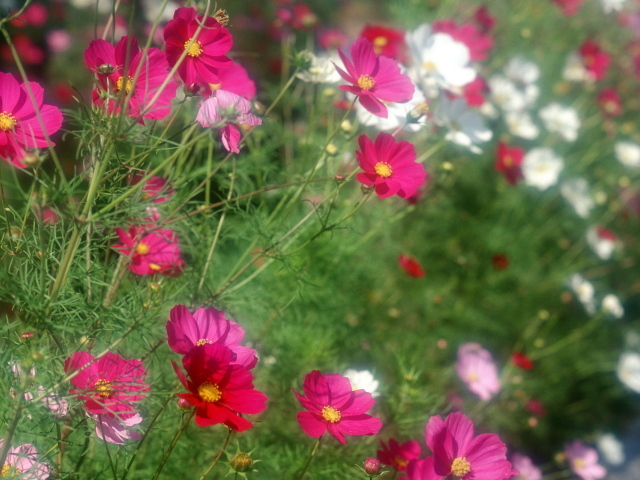 Красивые цветы космея в саду