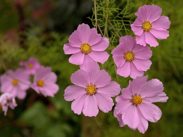 Красивые цветы космея в парке