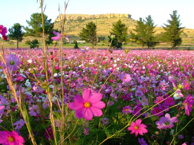 Красивая космея в саду