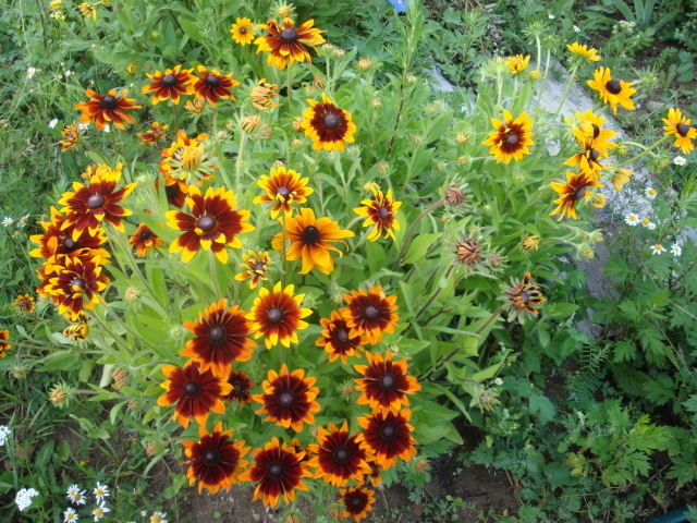 Красивая рудбекия на дачном участке