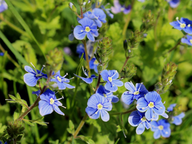 Красивая вероника на дачном участке