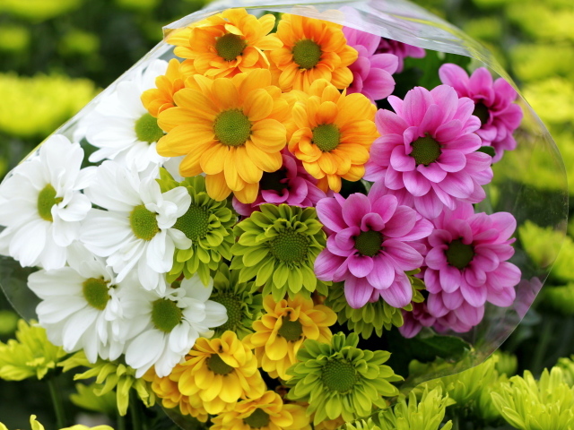 Красивые и яркие цветы хризантема