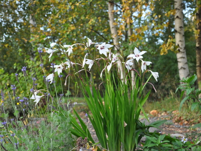 Красивая ацидантера на дачном участке