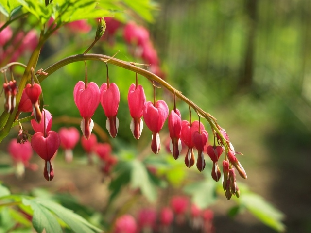 Красивые цветы дицентра в лесу
