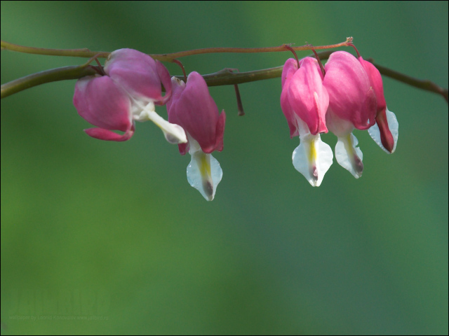 Красивые цветы дицентра в парке
