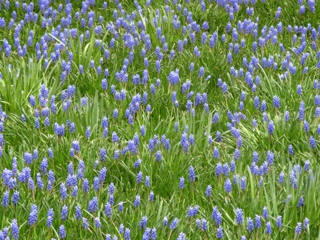 Красивый цветущий гиацинт на поляне