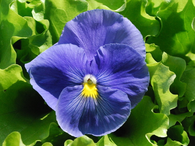 Красивый голубой цветок анютины глазки