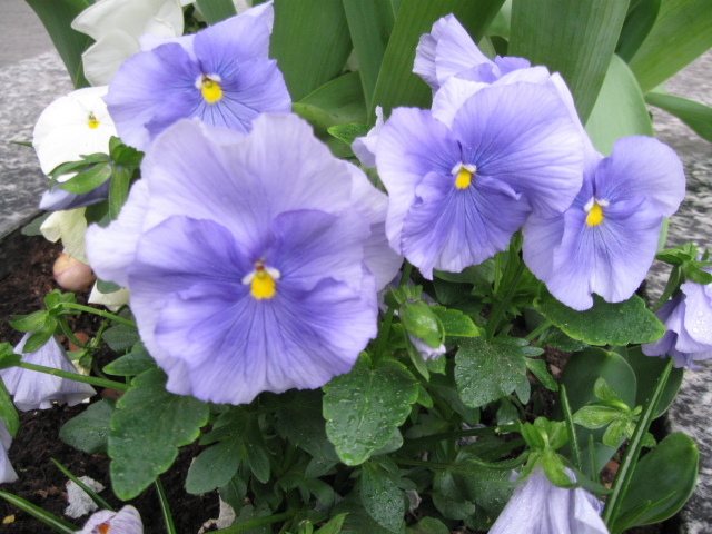 Красивые цветы голубые анютины глазки