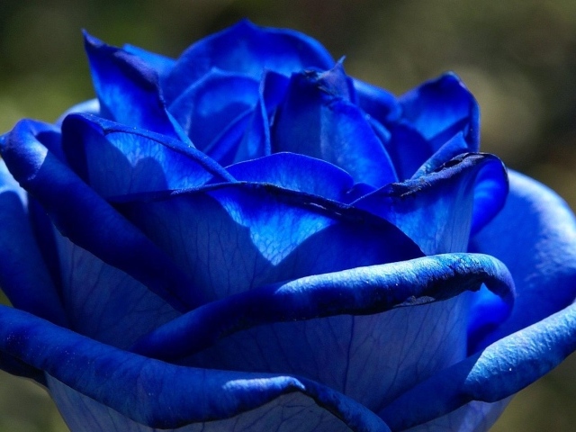 Красивая синяя роза на фоне листвы
