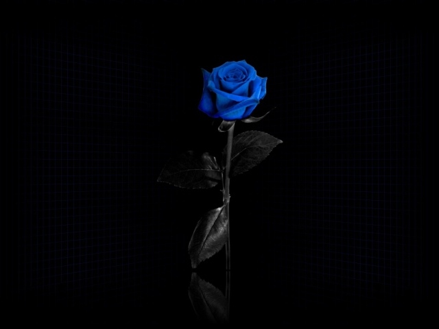 Красивая синяя роза на чёрном фоне