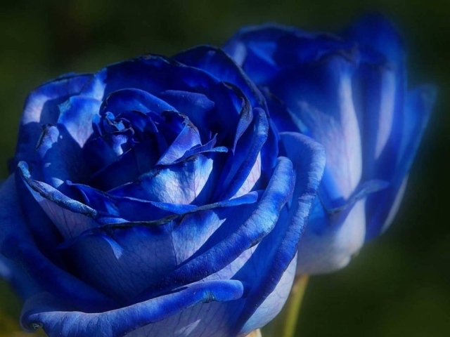 Красивые синие розы на фоне зелени