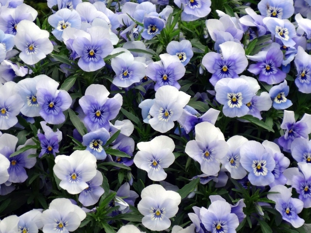 Красивый букет бело-голубых цветов анютины глазки
